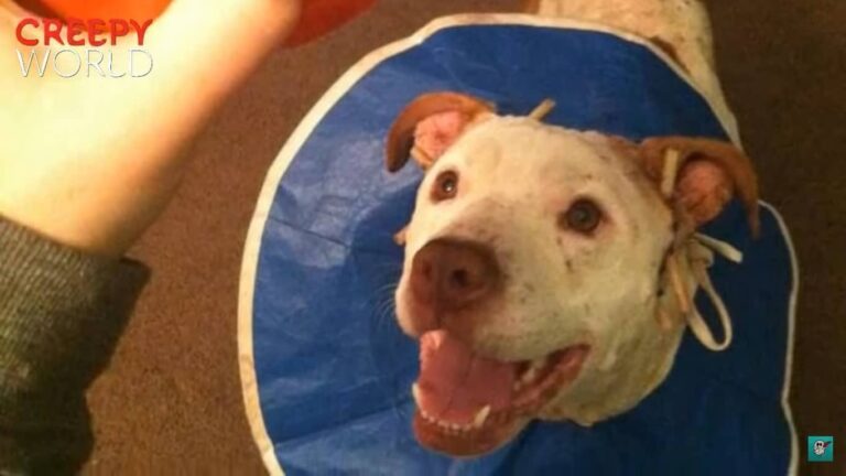 Pitbull That Was Supposed To Undergo Euthanasia Was Saved, And Gives Vet Tech Warm Hugs