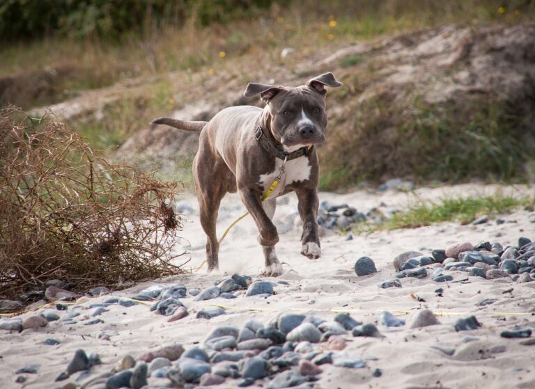 9 Tips to Keep Your Dog Safe and Comfortable During Hot Season