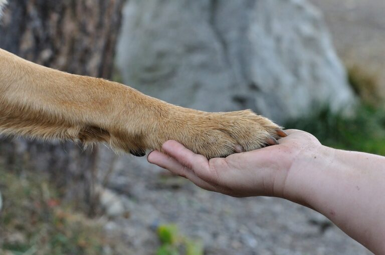 10 Essential Tips For A Healthy Dog Paw