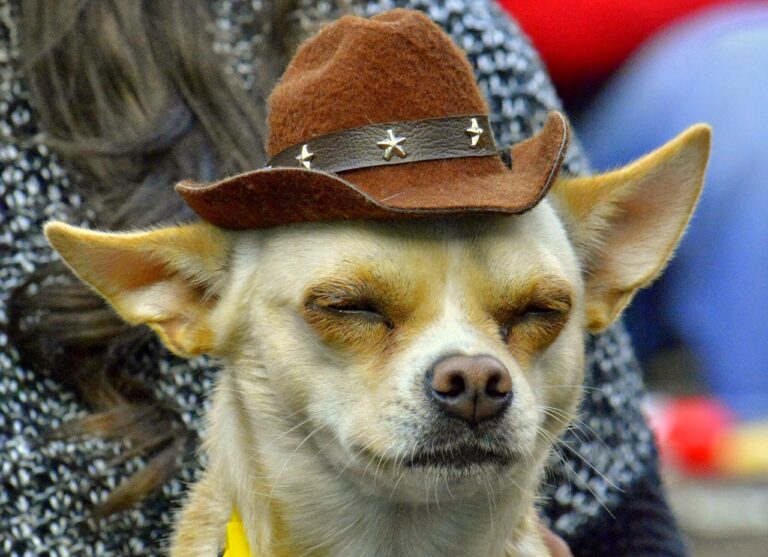 “Dancing” Terrier Dog Uplifted The Spirits Of Its Million Viewers