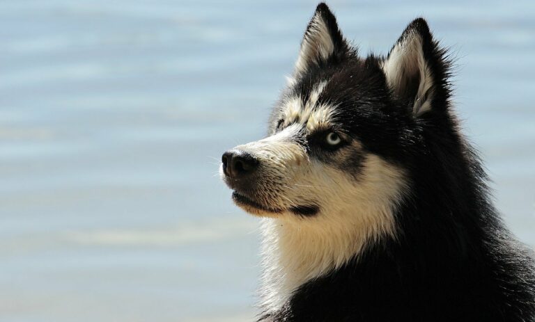 A Cute Reaction Of A Dog After His Master Told Him To Go Inside