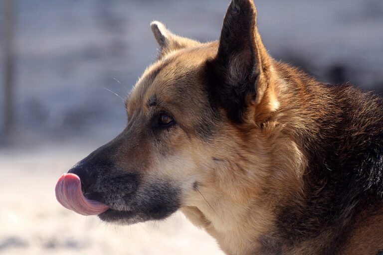 A New Life For The Dog That Beat The Odds