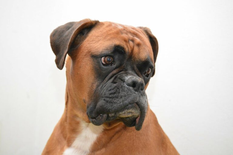 Dog Breeds That Are Commonly Mistaken For Pit Bulls