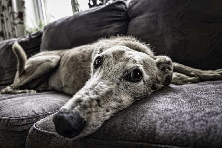 Five Changes That Come With Ageing Dogs