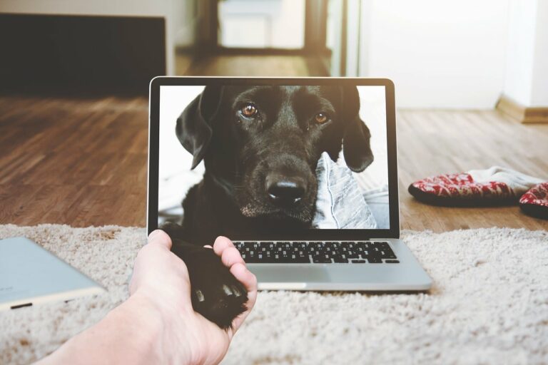 Beat Stress AND Donate To Shelter Dogs With The I Heart Dogs Chrome Extension