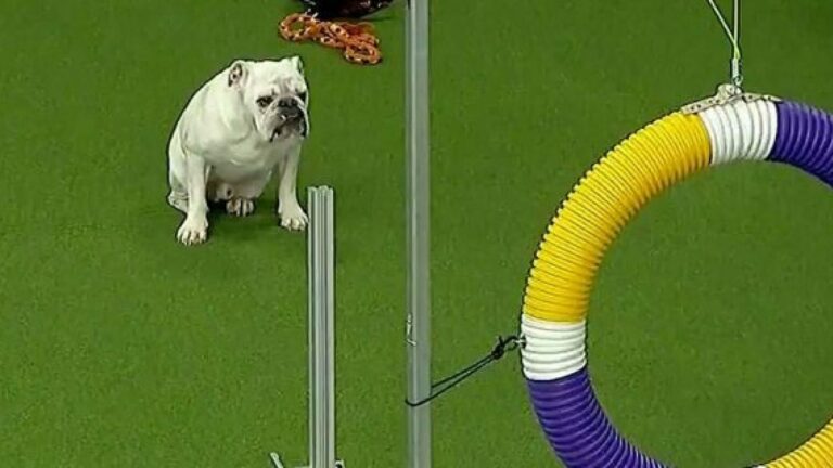 Chubby Bulldog Competes At Dog Show, Won The Hearts Of The Internet
