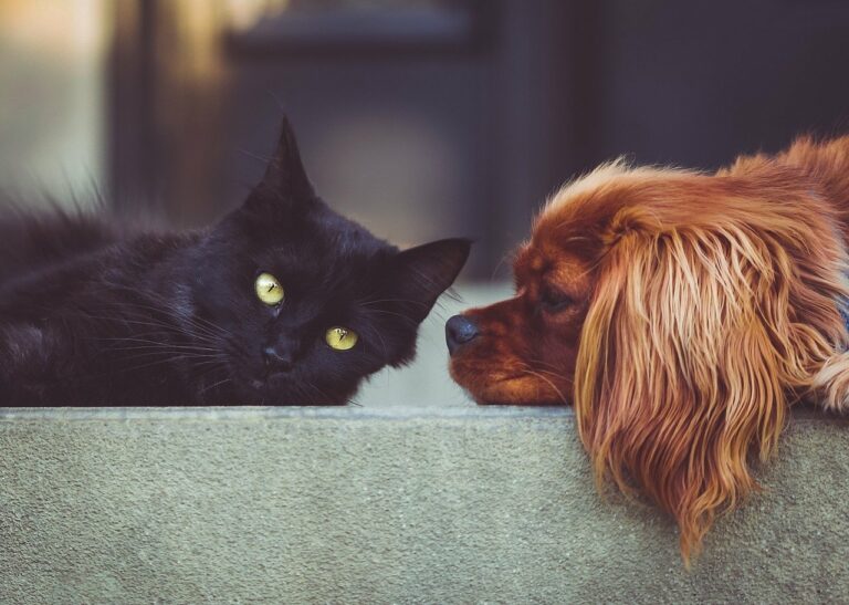 Dog And Cat Adorably Watch Birds Together
