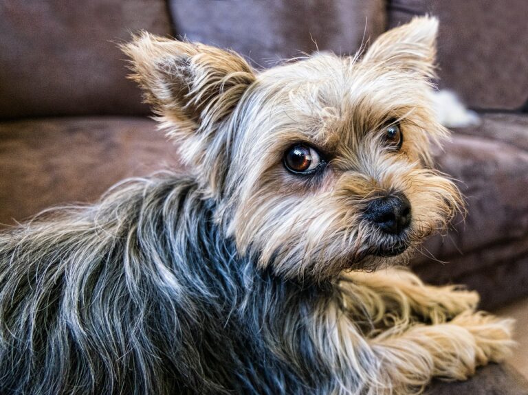 Bad-Tempered Dog Is Upset When He Is Unable To Play Fetch