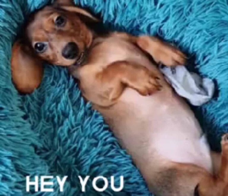 Cute Dachshund Has The Most Amusing Manner Of Requesting Belly Rubs