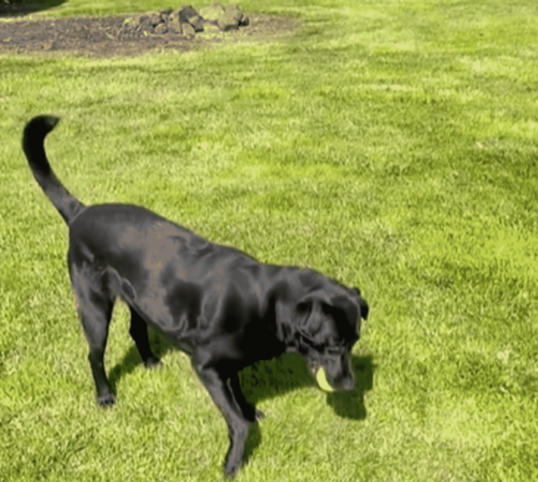 Adorable Labrador Become Friends With His Neighbor Through Secret, Good-Natured Fetch Games