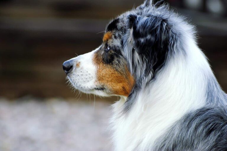 French Horn Player Shares The Struggles And Joys Of Having A Service Dog