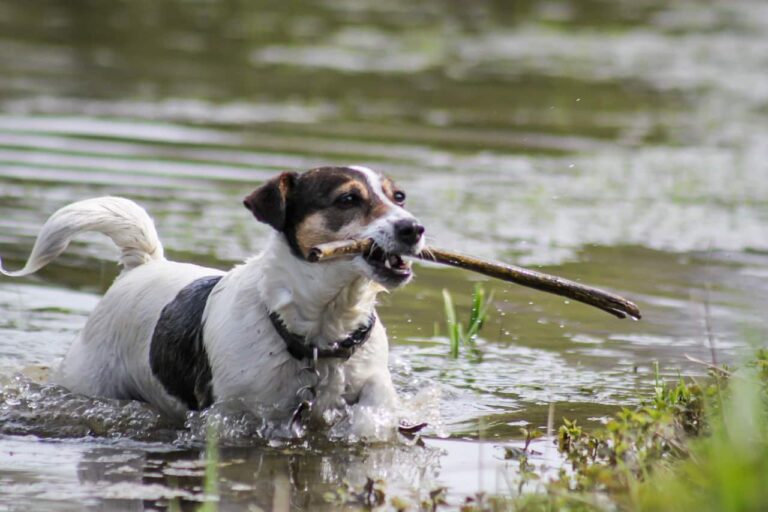 Dog Trapped In Mudflats Was Rescued Using An Unorthodox Rescue Method Involving A Drone And A Tasty Sausage