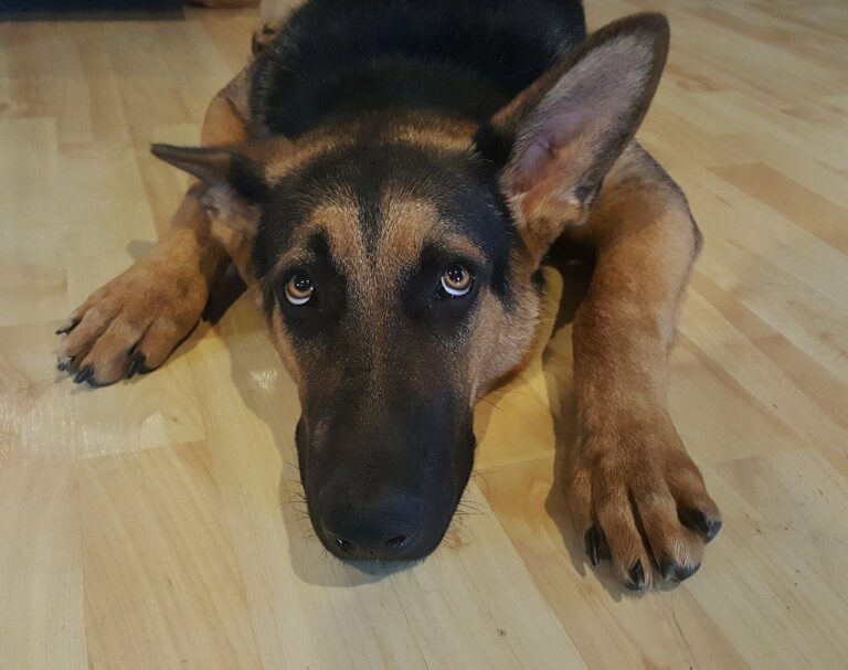 Head Massager Scares Dog