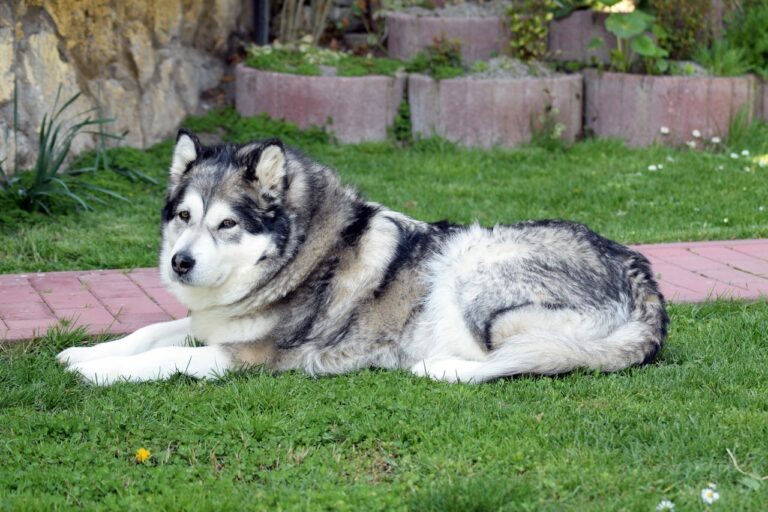 Malamute Doesn’t Want To Use Car’s Back Door