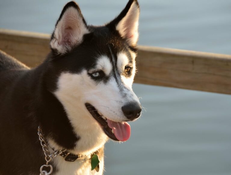Guilty Husky Won’t Admit He Chewed On Door Frame