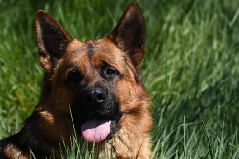 Man Gives People Helpful And Healthy Advice On How To Train Their Dogs
