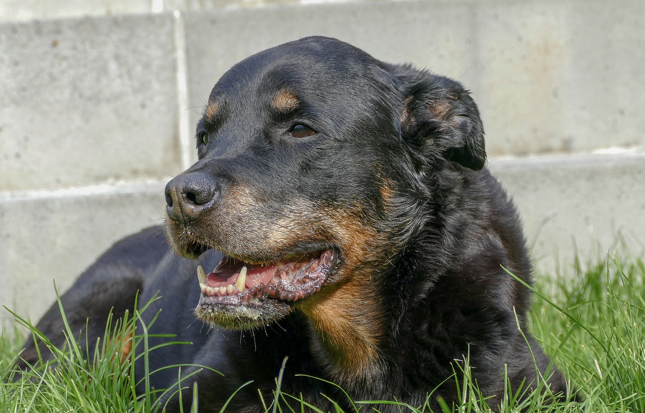 dog, rottweiler, animal