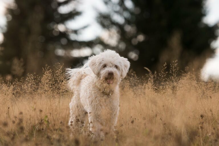 Lamb Chop, The Survivor Of The Puppy Mill, Named The Cutest Rescue Dog In The World In 2020