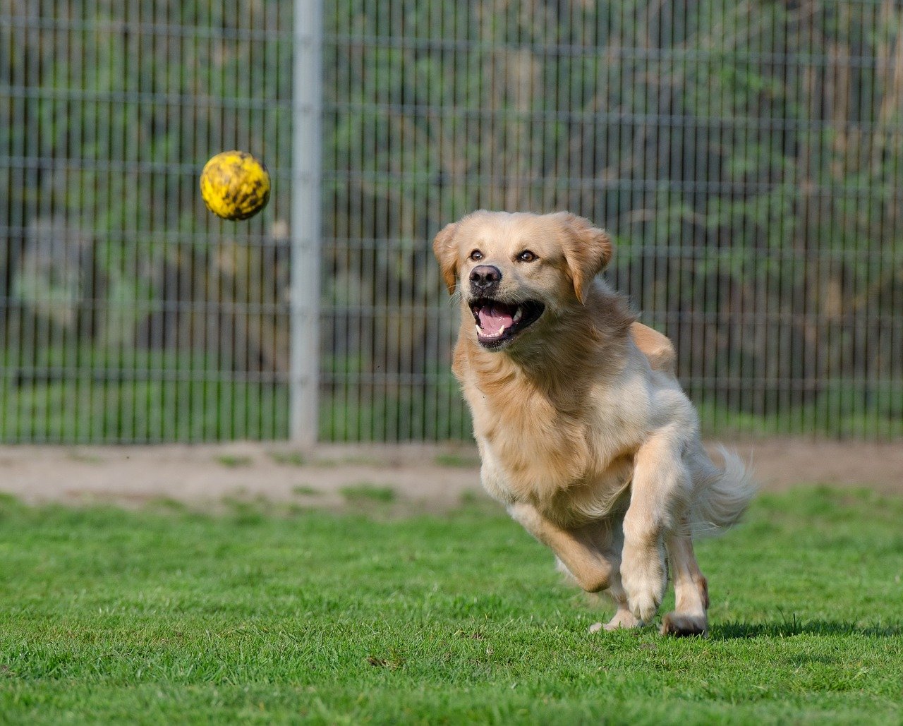 golden retriever, animal shelter, dog pension