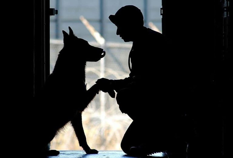 Creating A Stronger Bond With Your Dog