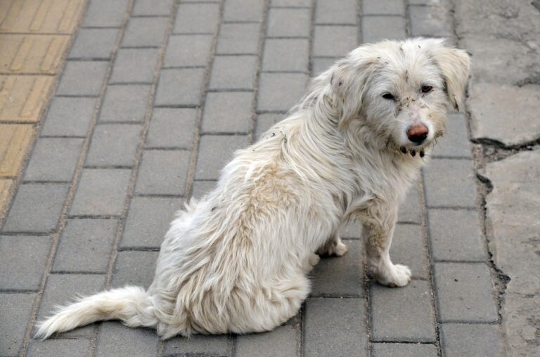 Do It Yourself: Say Goodbye To Matted Coat!