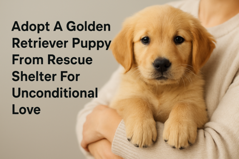 adopt a golden retriever puppy from rescue shelter