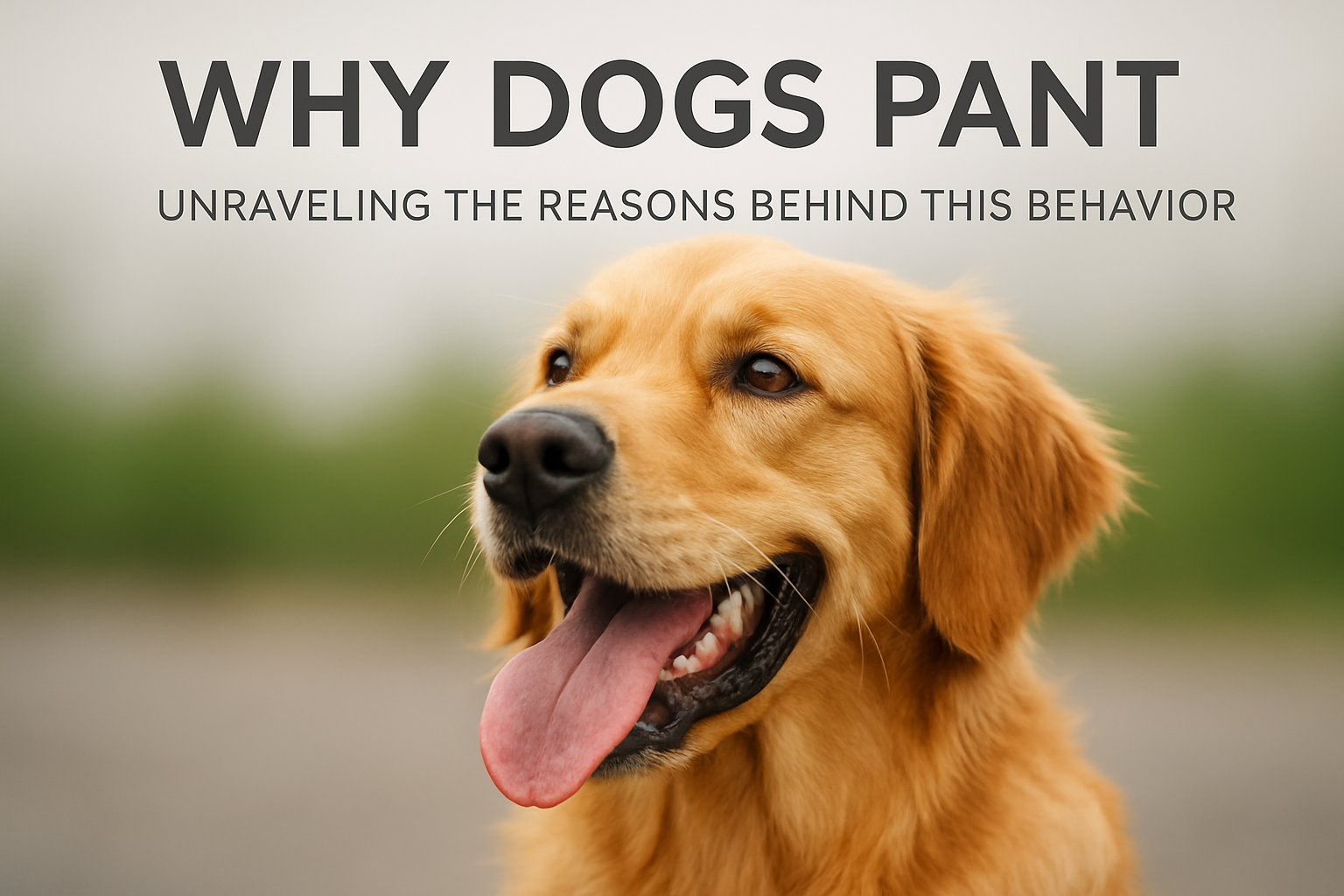 why dogs pant