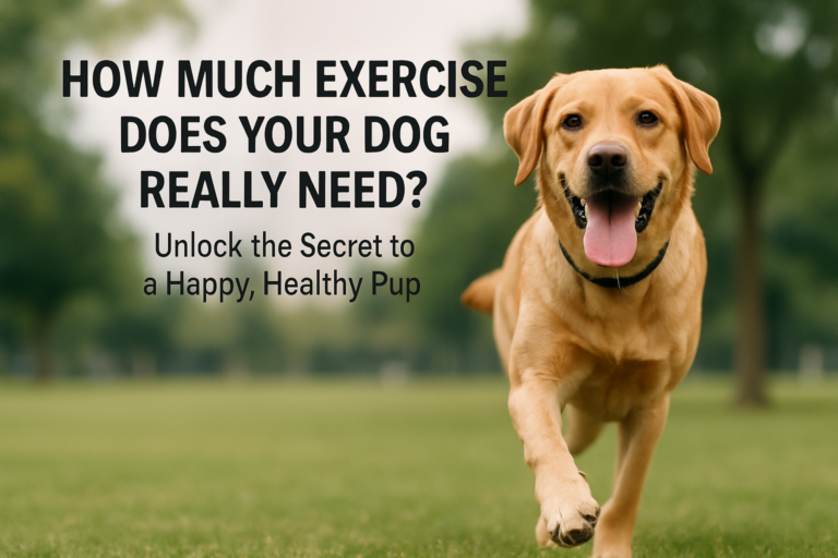 How Much Exercise Does Your Dog Really Need?