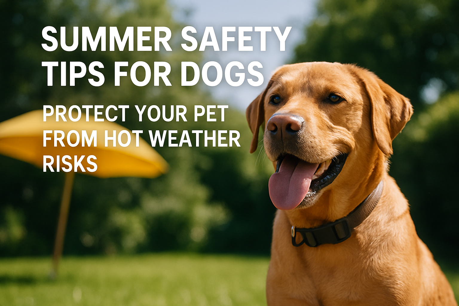 Summer Safety Tips for Dogs